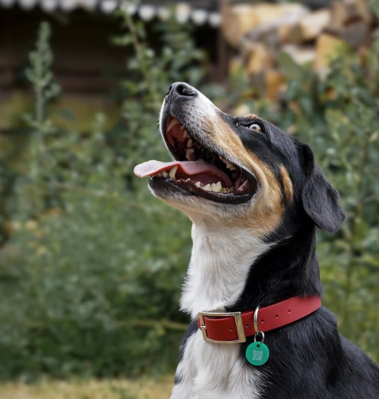 Hund mit QR-Hundemarke am Halsband
