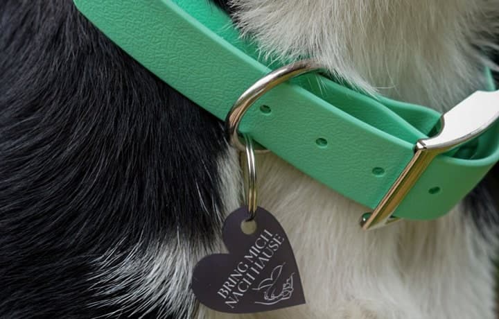 Herzförmige Hundemarke mit der Gravur „Bring mich nach Hause“ an einem grünen Halsband.
